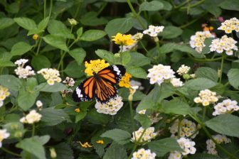 日本　宮古島　熱帯植物園　蝶々　花