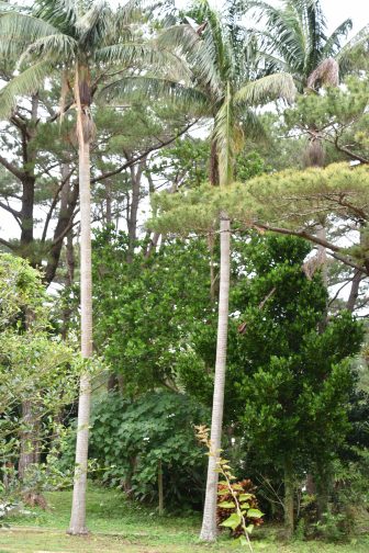 日本　宮古島　熱帯植物園　八重山ヤシ　伸びる