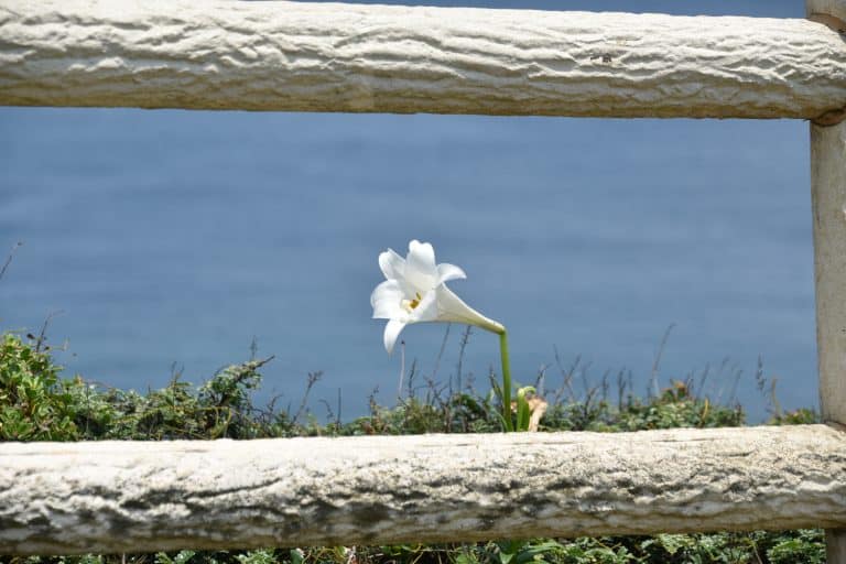 Miyakojima (41) (宮古島)