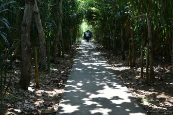 Japan-Shimoji Shima-path to Toriike Pond-tropical forest