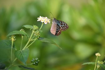 Japan-Miyakojima-hotel garden-a butterfly