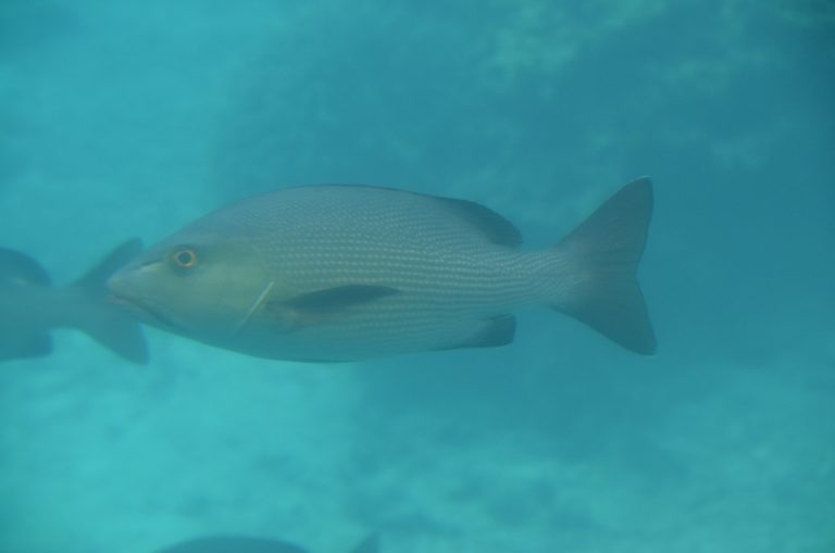 Miyakojima (85) (宮古島)