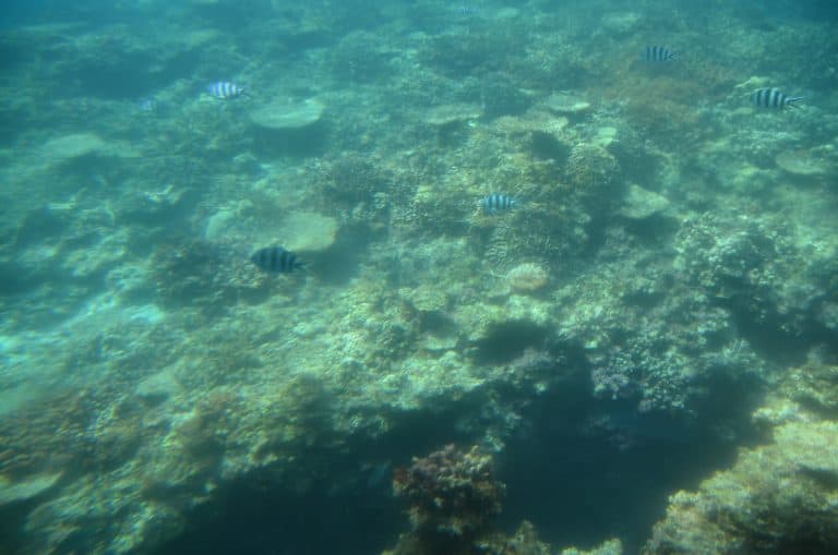 Miyakojima (88) (宮古島)