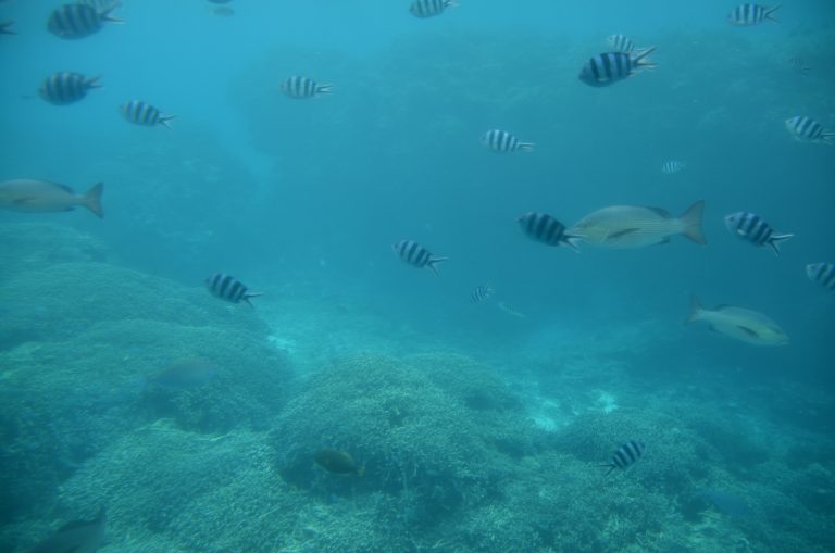 Miyakojima (89) (宮古島)