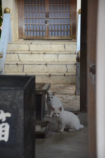 Japan-Miyakojima-Hiraracho-Pyarumizu Utaki-two-white-cats