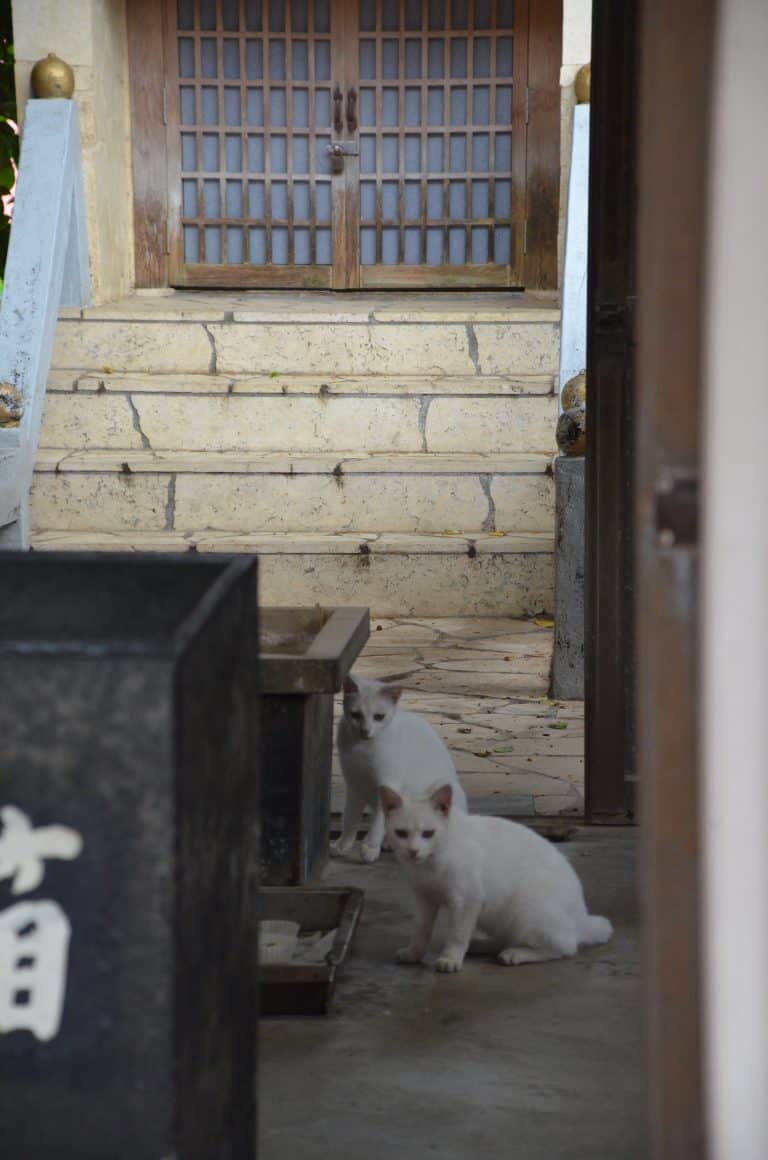 Miyakojima (96) (宮古島)