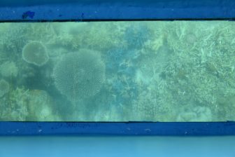 Japan-Miyakojima-Ikema Island-underwater-corals-glass boat