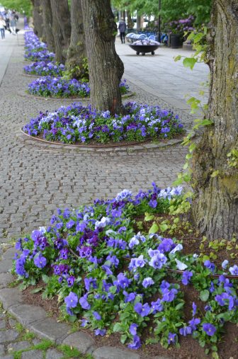 ノルウェー　オスロ　通り　花