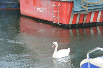 Norway-Oslo-ferry terminal-swan