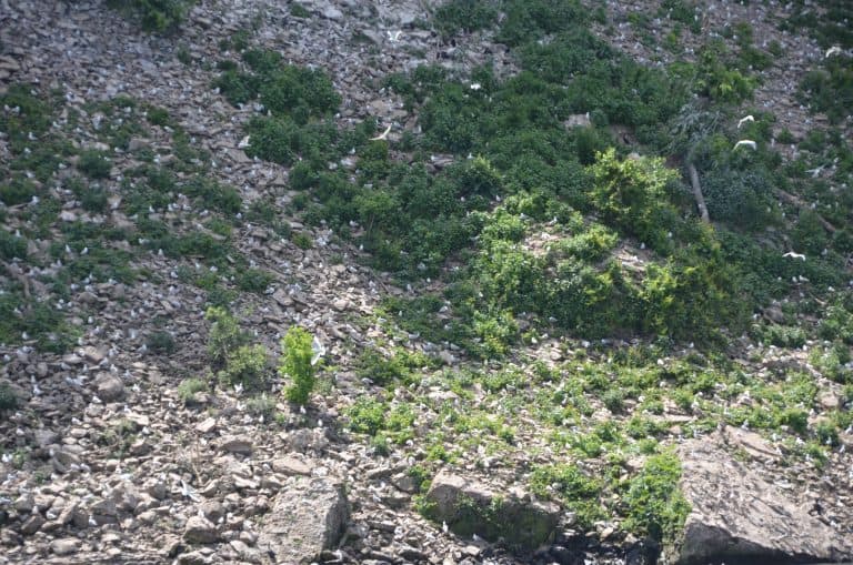 Niagara (15) (Niagara)