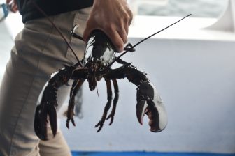 Canada-Halifax-boat trip-lobster