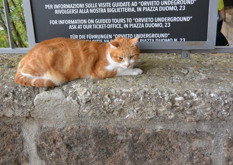 Orvieto (45) (Umbría)