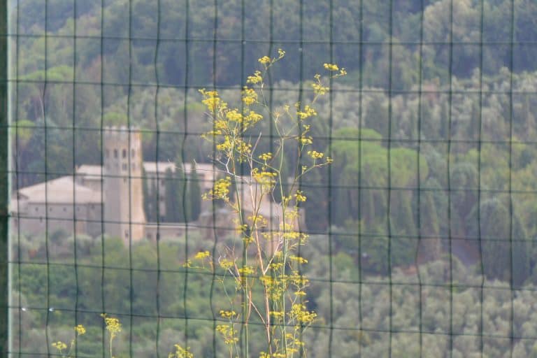 Orvieto (52) (Umbría)