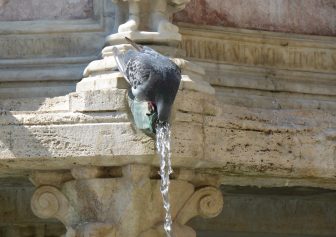 イタリア　ウンブリア州のペルージャの観光名所、11月4日広場にあるフォンタナ・マッジョーレで水を飲む鳩　