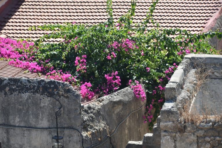 Rhodes Town (114) (Rodas (ciudad))
