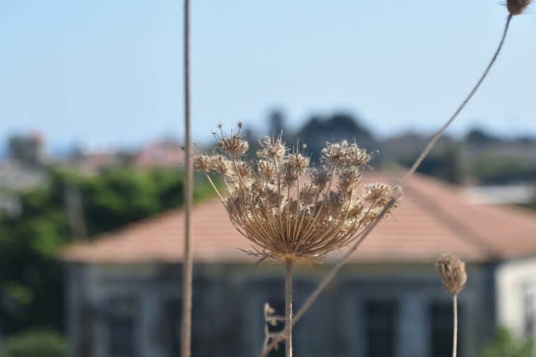 Rhodes Town (118) (Rodas (ciudad))