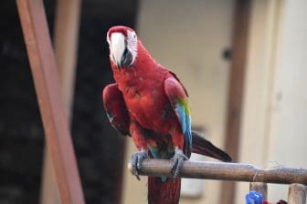 Greece-Rhodes-Rhodes Town-old town-parrot