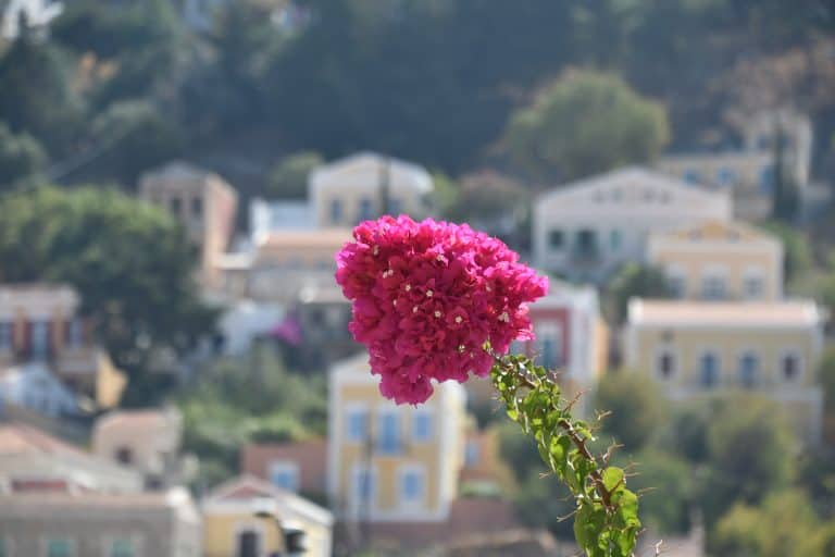 Symi-Gialos (7) (Simi)