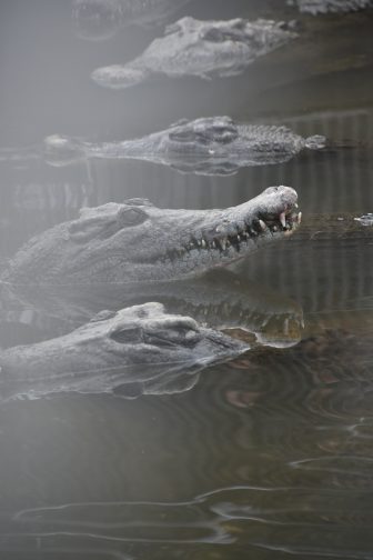 Japan-Kyushu-Oita-Beppu-Hell Tour-Oniyama Jigoku-crocodiles