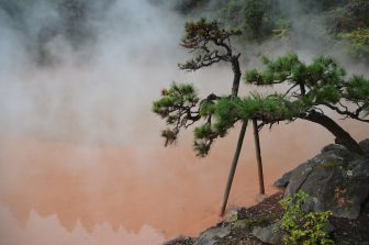 Japan-Kyushu-Oita-Beppu-Hell Tour-"Chinoike Jigoku"-pine tree