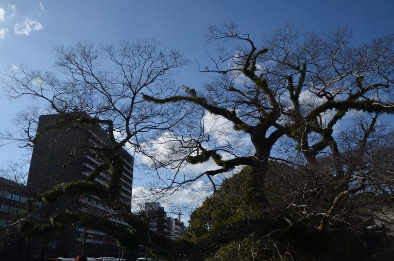 Kumamoto (67) (熊本県) (九州)