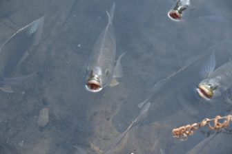金鱗湖の魚の口
