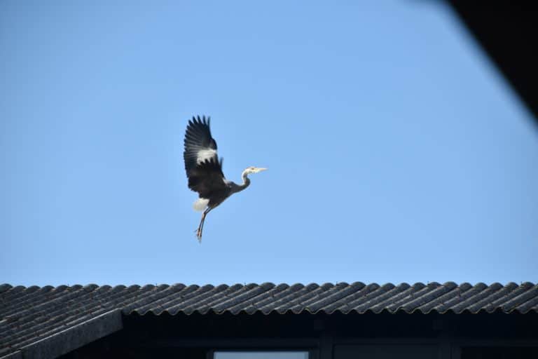 Yufuin (63) (Oita) (Kyushu)