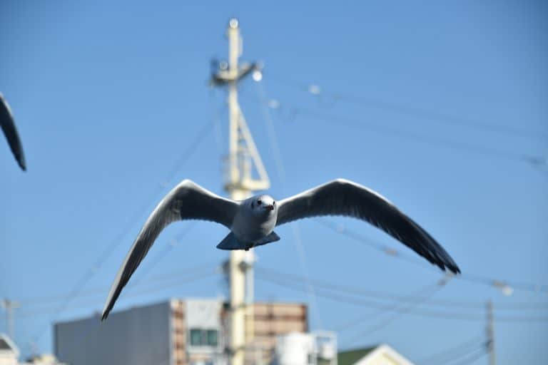 El bol de arroz y atún y la vuelta en barco en Miura