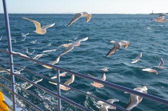 Japan-Kanagawa-Miura-Misaki Port-sightseeing boat-seagulls