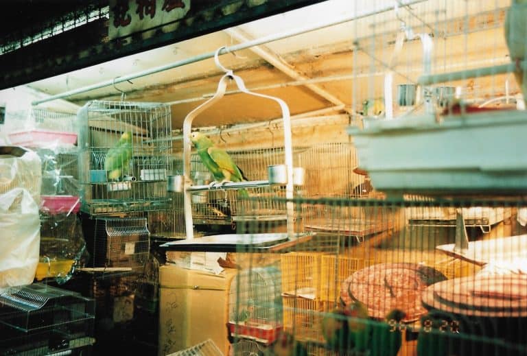 Hong Kong (4)