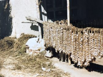 China-from Lanzhou to Xiahe-garlic-hanging