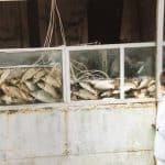 Cina-Lanzhou-Ding Xi Nan Lu-mercato-pesce