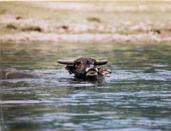 China-between Yangshuo and Xingping-Li River-water buffalo