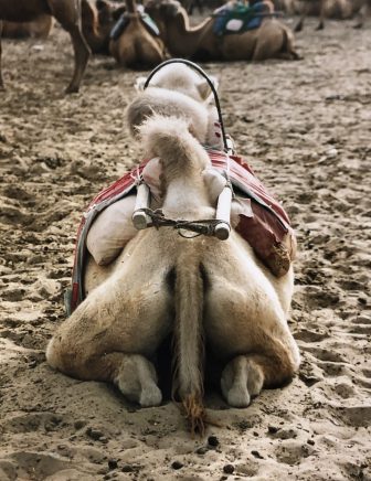 China-Dunhuang-Ming Sha Shan-camel-back