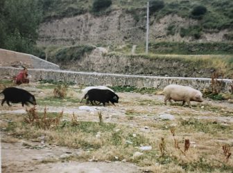 China-Gansu-Xiahe-pigs