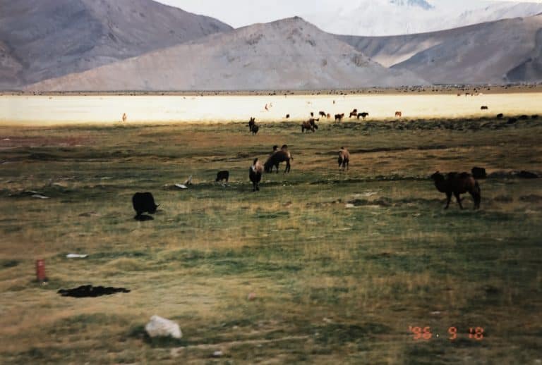 Karakul (29) (karakul)