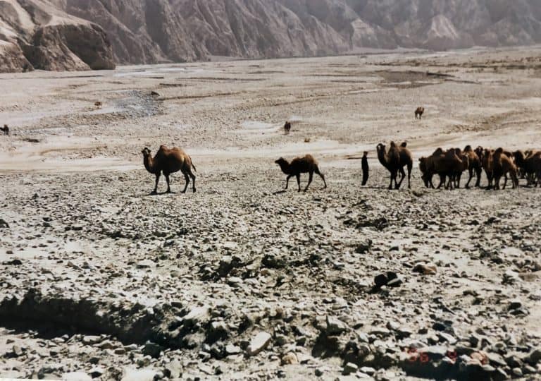 Karakul (4) (karakul)
