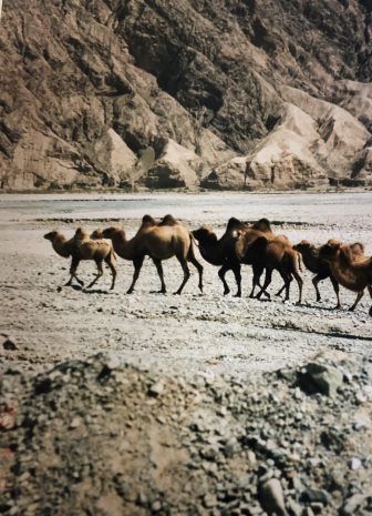 China-from Kashgar to Tashkurgan-China National Highway 314-herd of camels