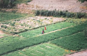Pakistan-Karimabad-people-working-green-field
