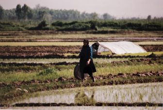 Iran-from Tehran to Bandar e Anzali-paddy field-woman-working