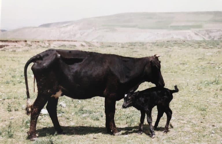 Ghotorsoei-Irán