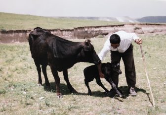 Iran-near Mount Sabalan-cow-calf-man