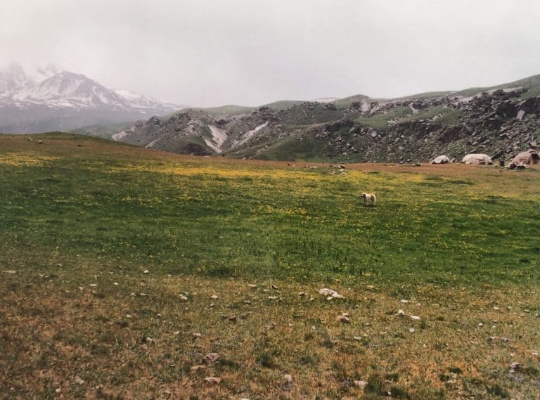 Ghotorsoei (15) (Ardabil)