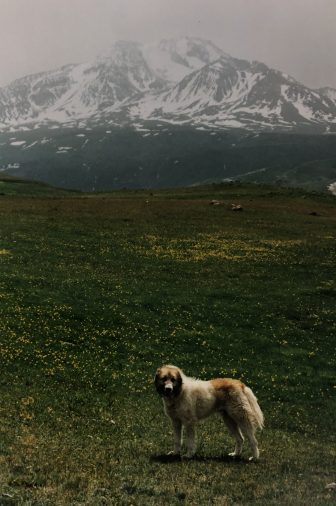 イラン　サバラーン山　高原　犬