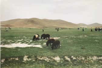 Iran-Maragheh-highland-sheep-people