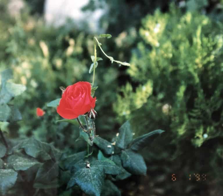Daran (9) (ダラン)