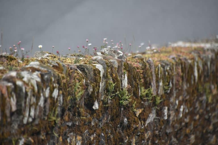 Looe (11) (Looe)