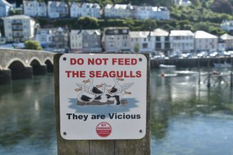 England-Cornwall-Looe-notice-seagull