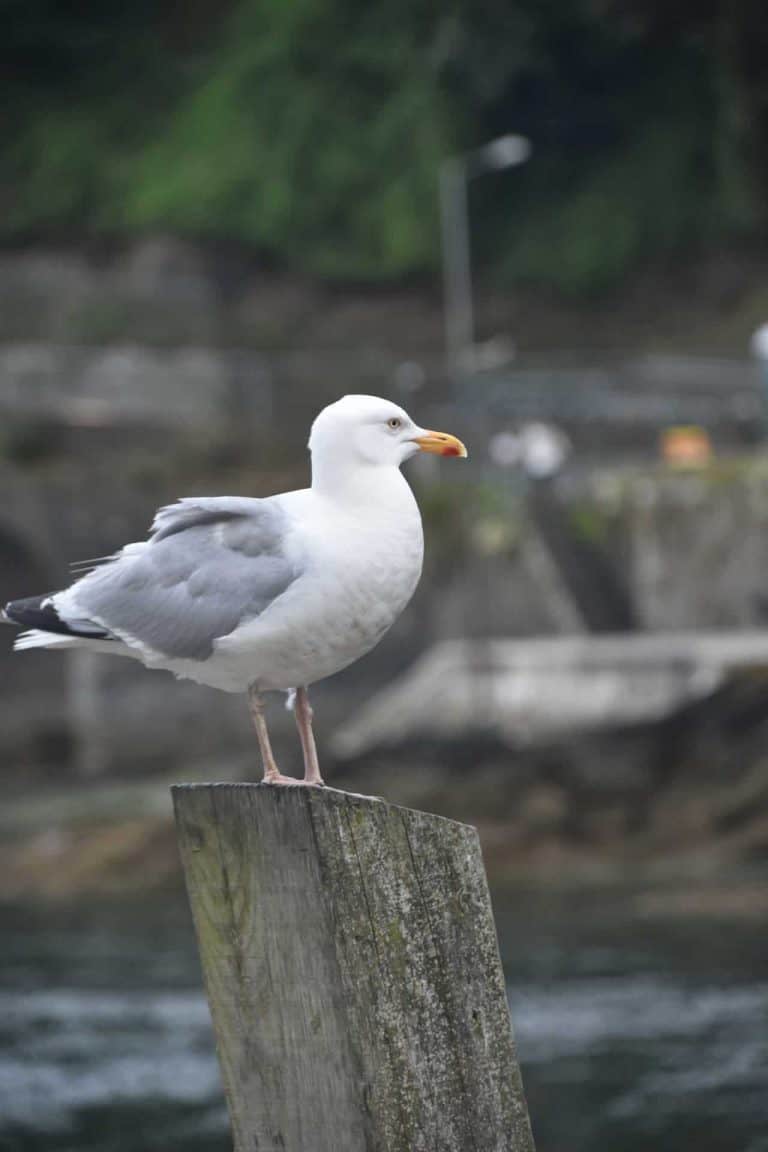 Looe (28) (Looe)