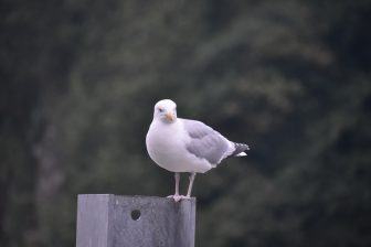 Inghilterra-Cornovaglia-Looe-gabbiani